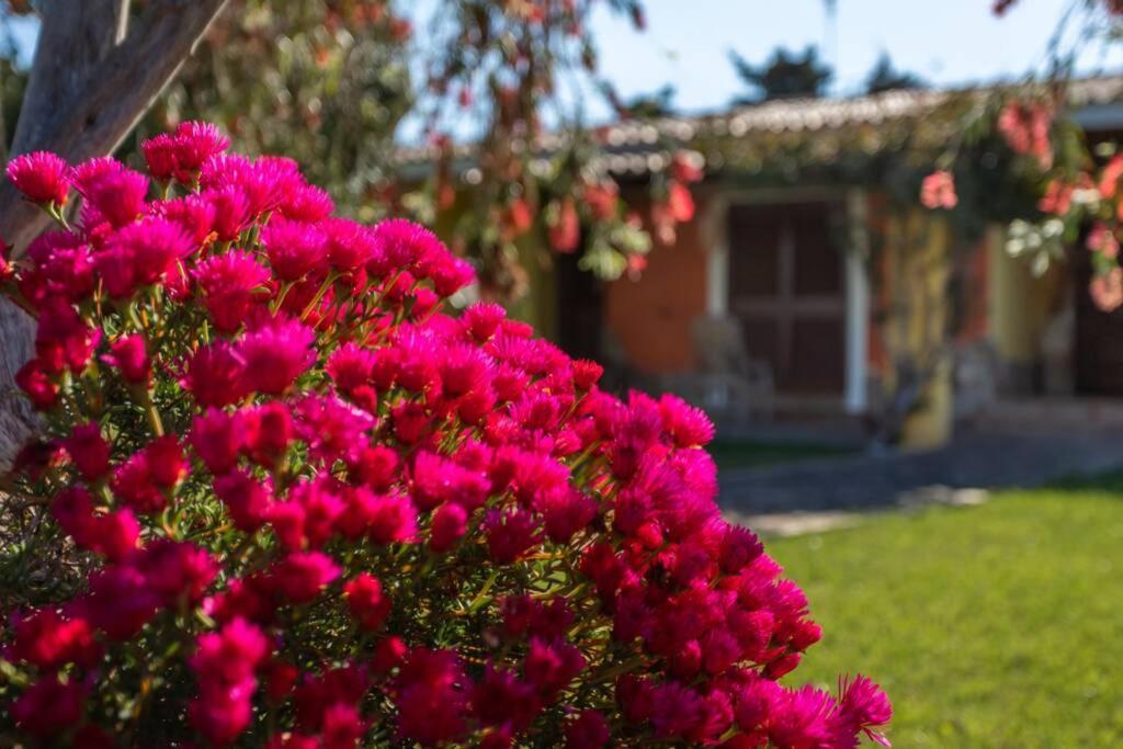 A Charming Country Cottage + Bikes And Kayaks Bosa Εξωτερικό φωτογραφία